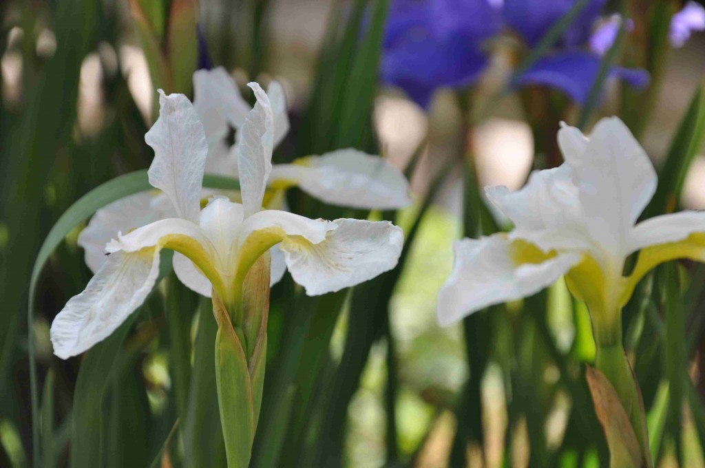 En vit iris för de skuggigare och fuktigare partierna av trädgården.