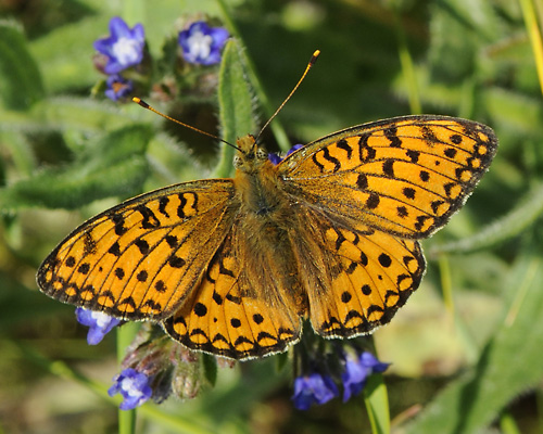 Pärlemorfjärilar är beroende av ogräs i våra trädgårdar och torrbackar.