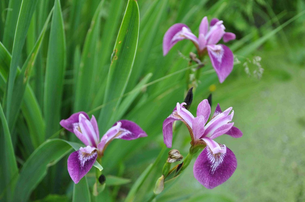 Ovanlig lila iris som jag inte vet namnet på.