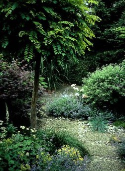 Klotrobinian passar i den mindre trädgården med skyddat läge och mycket sol.
