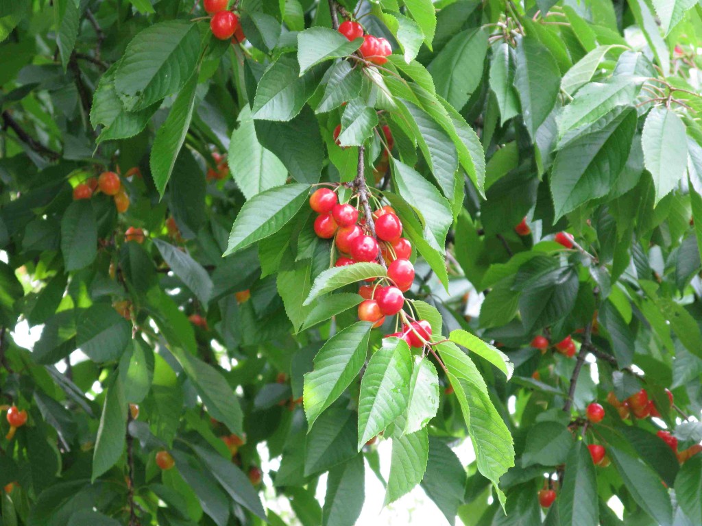 Mognande frukter på ett körsbärsträd.