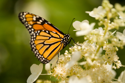 Den ovanliga dagfjärilen monark har landat på en hortensia.