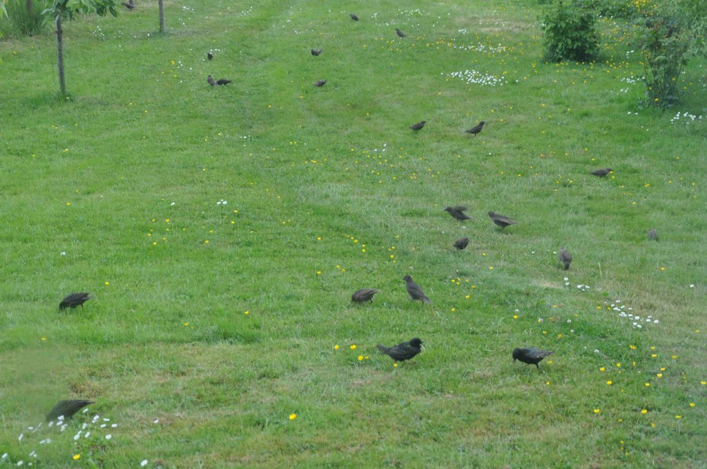 En stor flock starar rensar gräsmattan från maskar, insekter och sniglar.