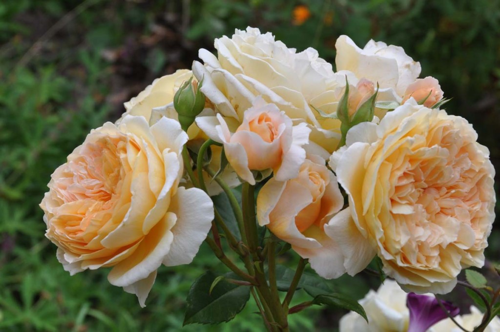 Ljust gul-aprikosfärgad ros med flera blommor i en klase.