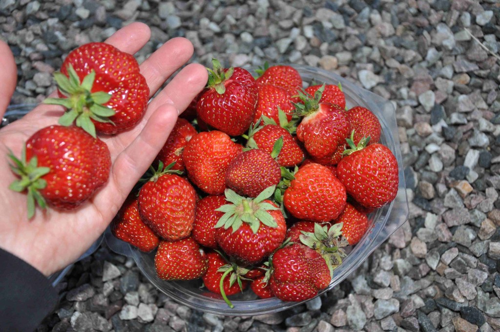 Enormt stora jordgubbar ger sorten Korona.