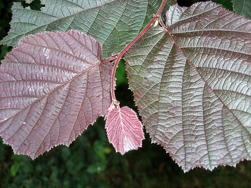 Rödbladig hassel ger fin kontrast ihop med buskar med ljusare gröna blad.