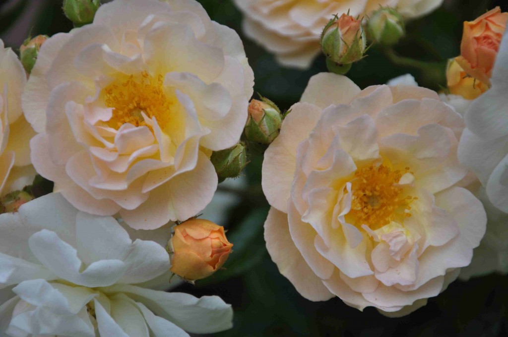 En liten men rikblommande ros med växlande färg.