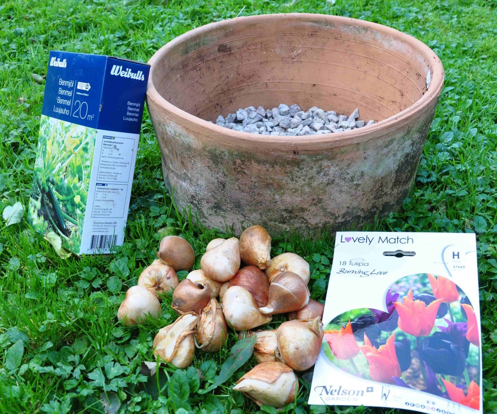 Här ska det planteras tulpanlökar i en vid lerkruka.
