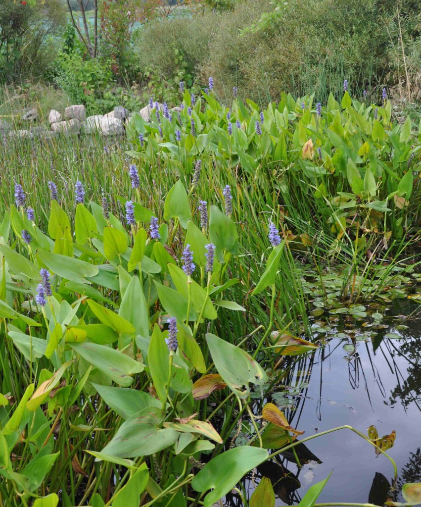 Pontederian är en vacker sumpväxt för dammens utkanter.