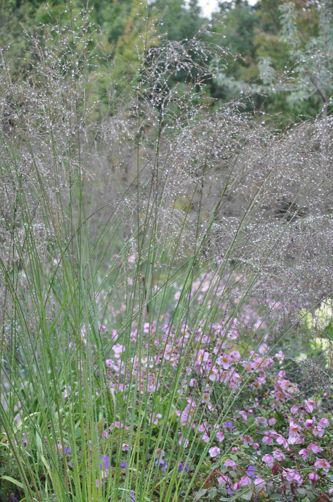 Höga gräs blandade med rosa höstanemon är en vacker kombination.
