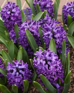 Hyacinten ger rabatten tyngd och doft.