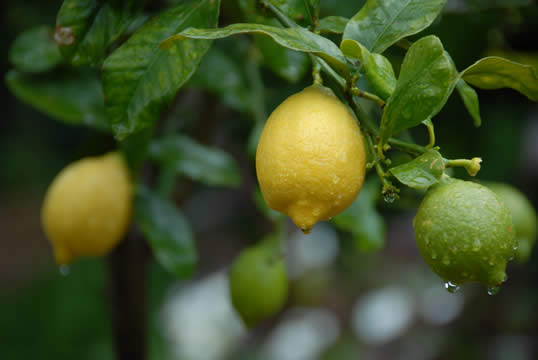 Frukter i olika ålder på samma citronträd.