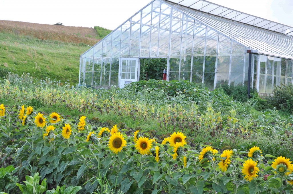 Ett av gårdens stora växthus flankeras av ståtliga solrosor.