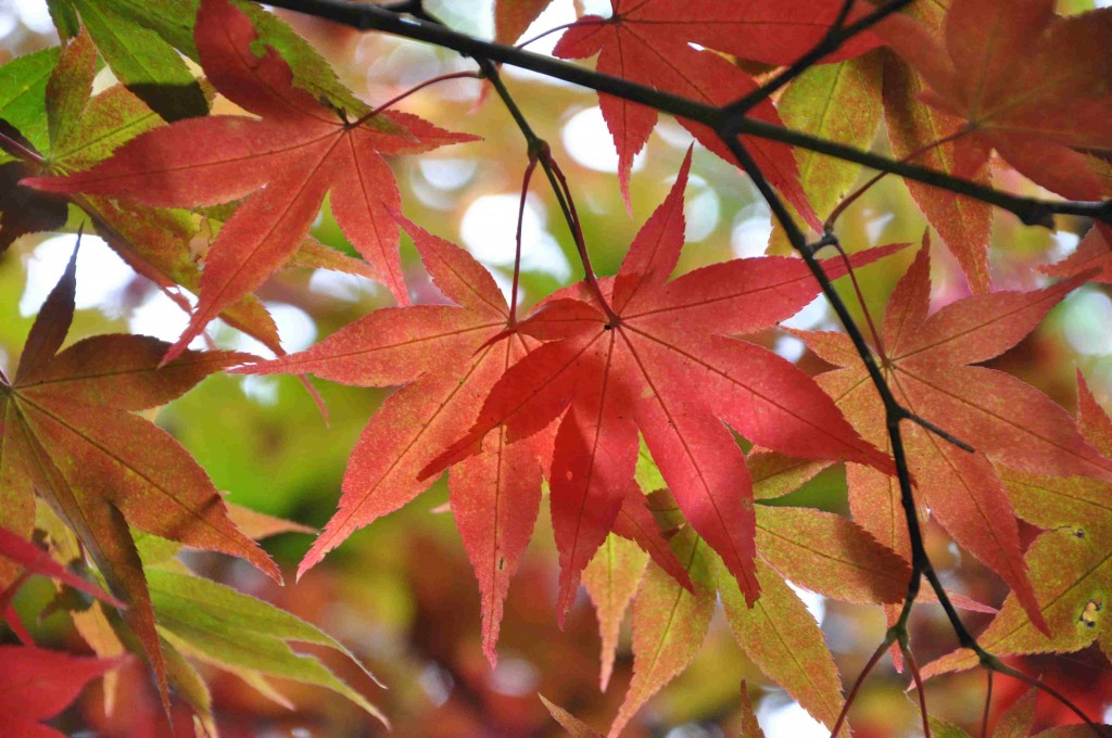 Den japanska dvärglönnen Osakazuki börjar skifta i orange och rött.