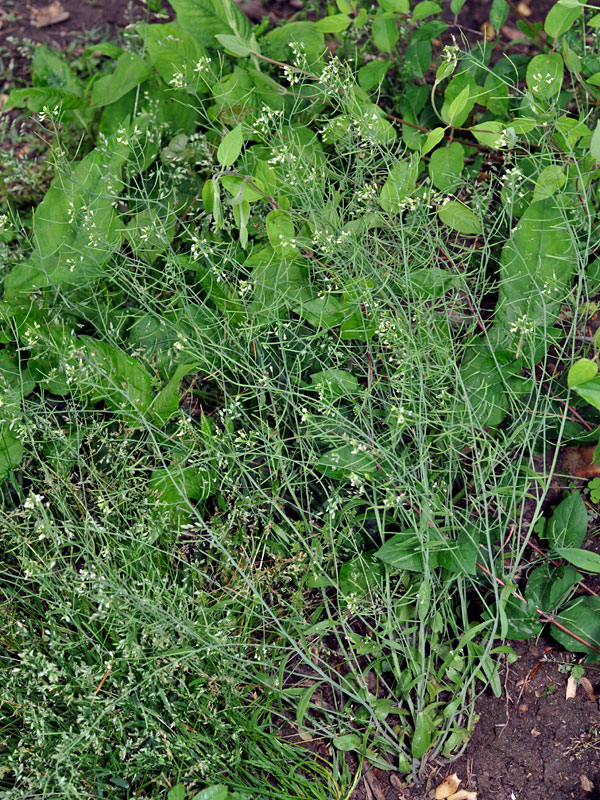 Backtraven är en tacksam växt i gentekniksammanhang då den har en begränsad genuppsättning.