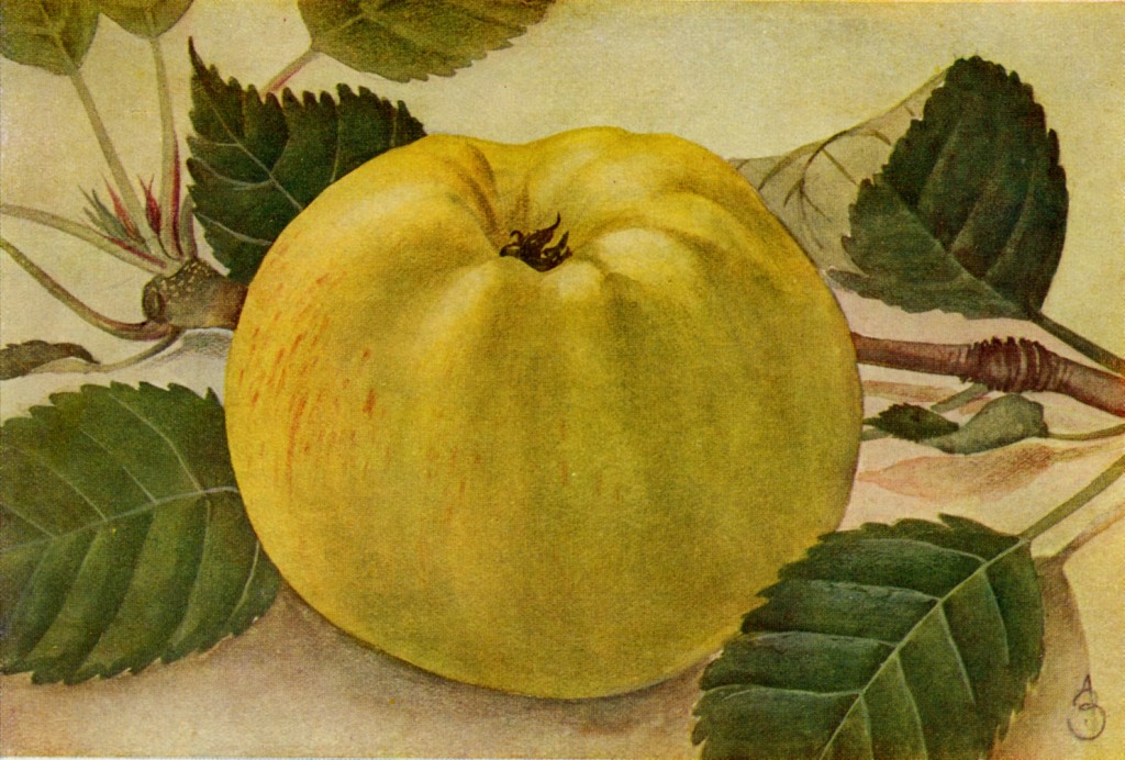 Tecknad bild av sorten Gravensteiner med sina väldoftande äpplen.