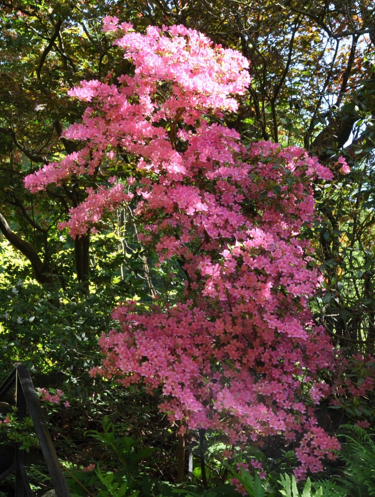 En rosablommande azalea som står på skyddad växtplats med god tillgång på vatten.