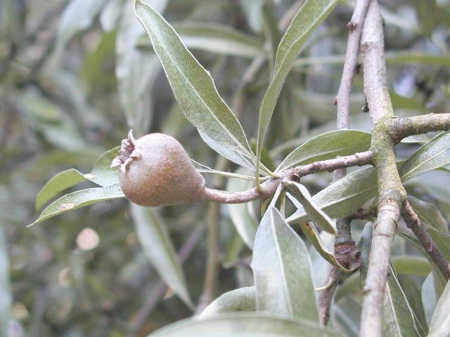 Silverpäronets frukt är ca 3 cm lång och smakar beskt.
