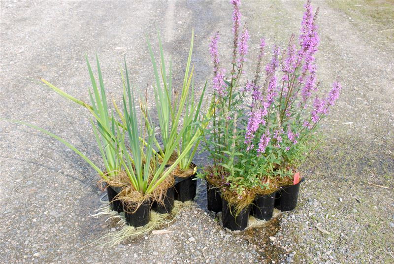 Den flytande våtmarksön planteras med växter som bidrar till en effektiv vattenrening.