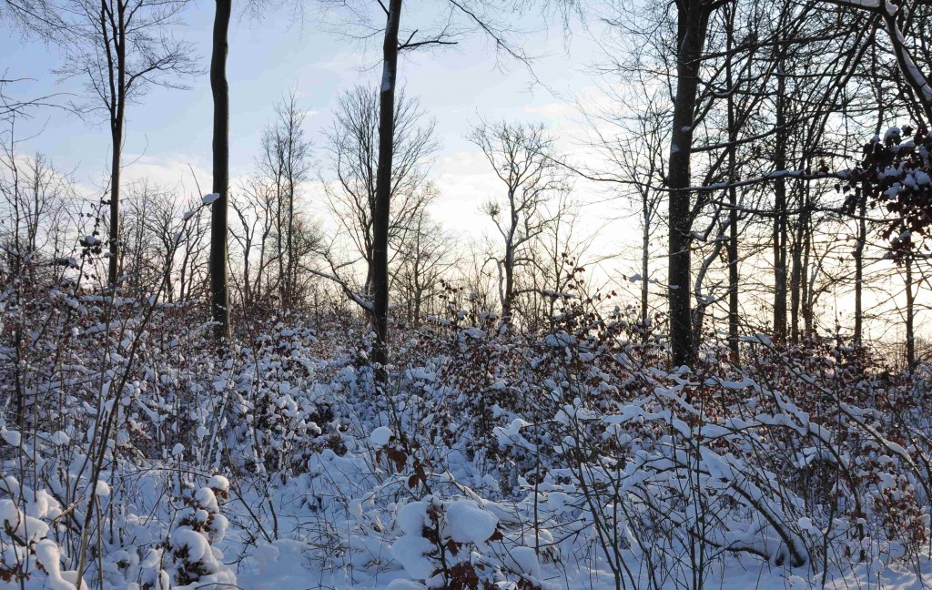 Den unga bokskogen i snöskrud gömmer kanske svampangrepp av phytophtora.