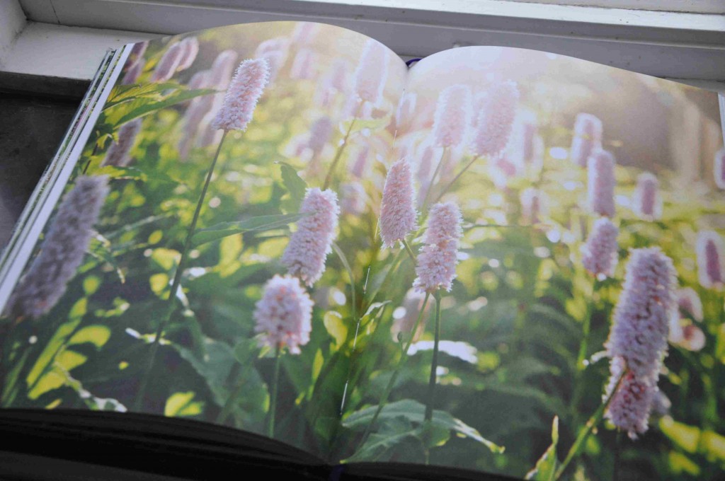 Vackra fotografier på styvt papper stödjer berättelsen i boken Växtriket.