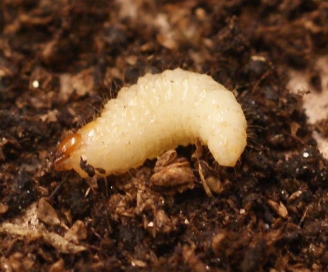 Öronvirvelns larv är en cm lång och gnager på växternas rötter. 