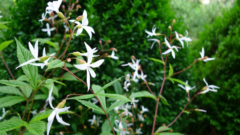 Gillenian har vita, stjärnformade blommor med långa, smala kronblad.