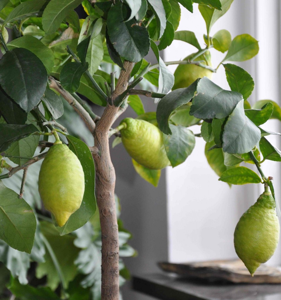 Citrusträden övervintrar svalt och sätter frukt hela året om.