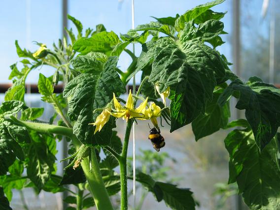 Humlorna utför hela pollineringsarbetet hos de flesta tomatodlare idag.