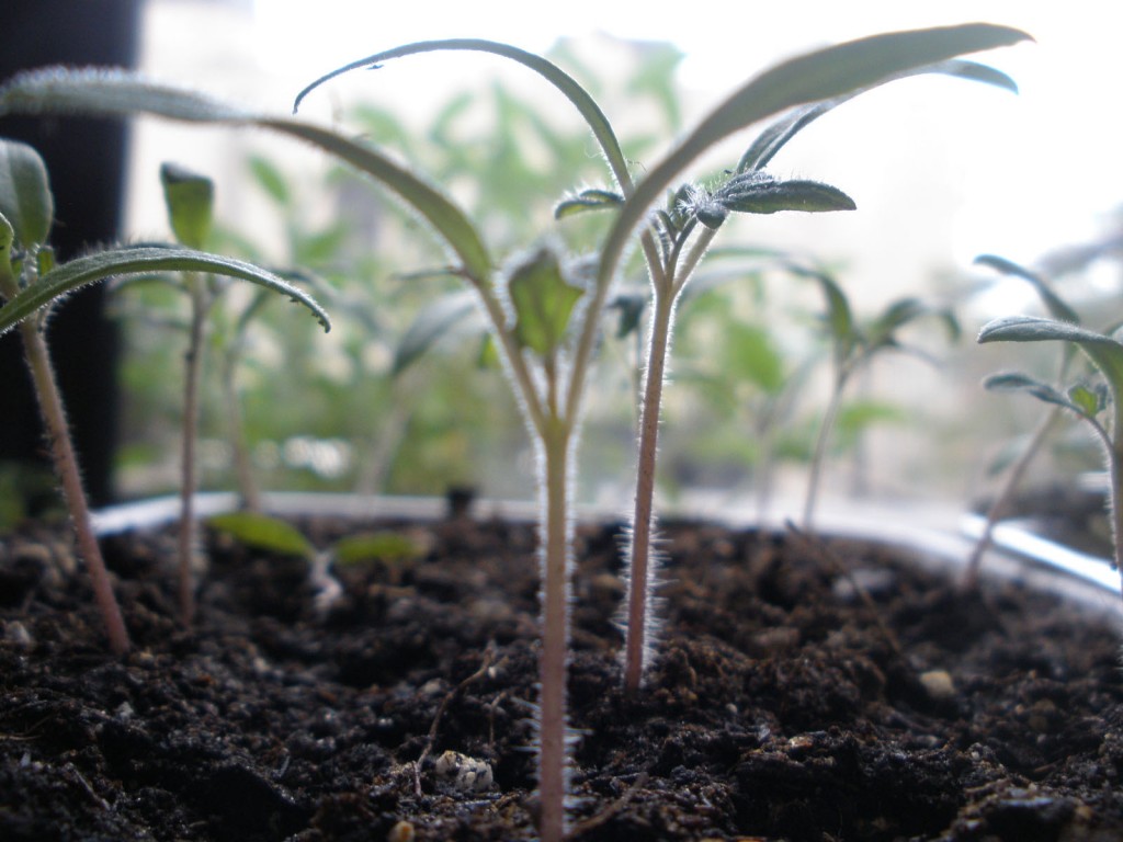 När det första bladparet börjat utvecklas är det dags för omskolning av tomatplantorna.