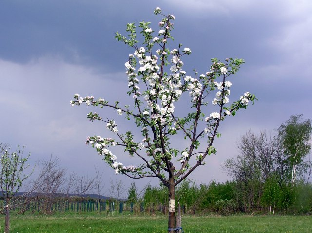 Unga äppleträd beskärs noga för att ge trädet en bra form och goda möjligheter till riklig framtida produktion.