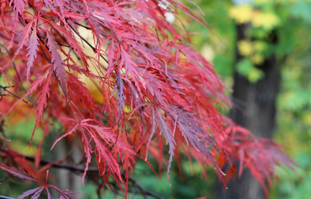 Japanska flikbladiga lönnen Inabe-shidare har en mörkröd bladfärg hela växtsäsongen.