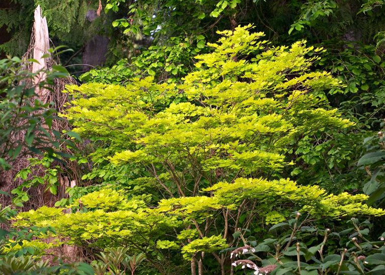Gulbladig japansk solfjäderslönn med sina limegula blad är en vacker kontrastväxt.