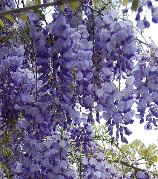 Lavendelblå blomklasar av blåregn eller wisteria är en mäktig syn.