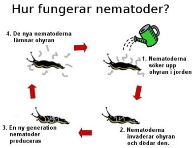 Nematoder är ett biologiskt bekämpningssätt mot mördarsniglar.
