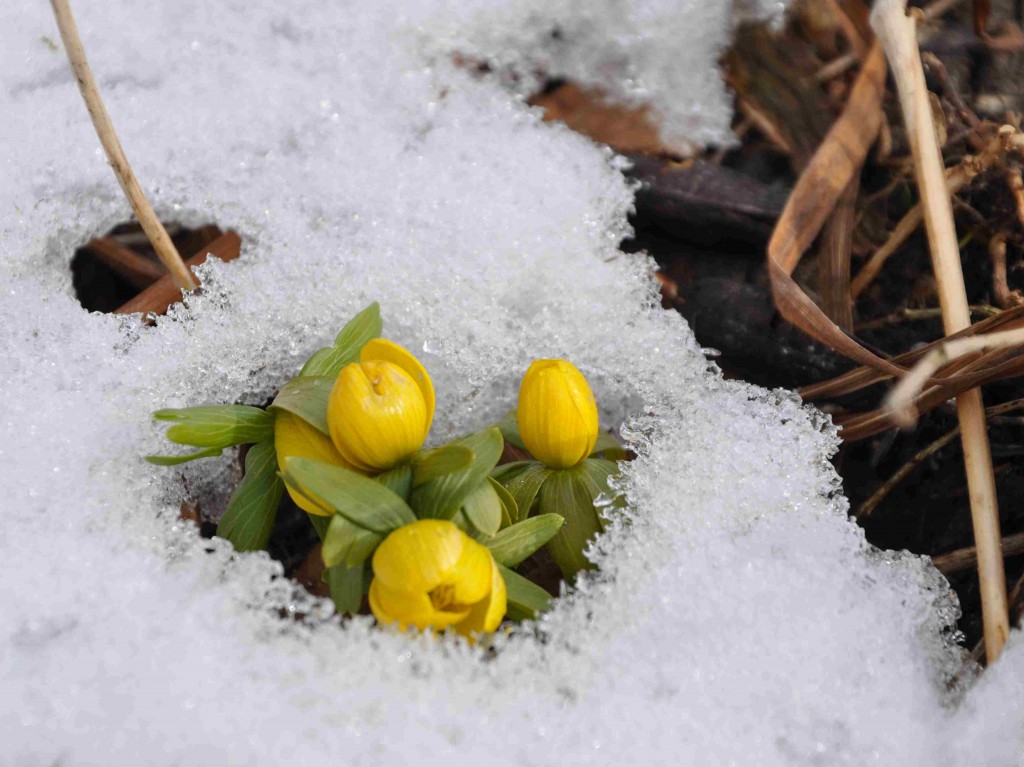 Vintergäckens gula bollar tittar upp ur snön.