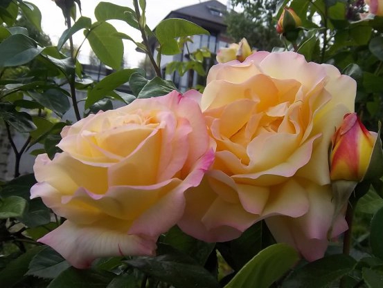 Den storblommiga rosen 'Mme A. Meilland' är exempel på en näringskrävande ros.