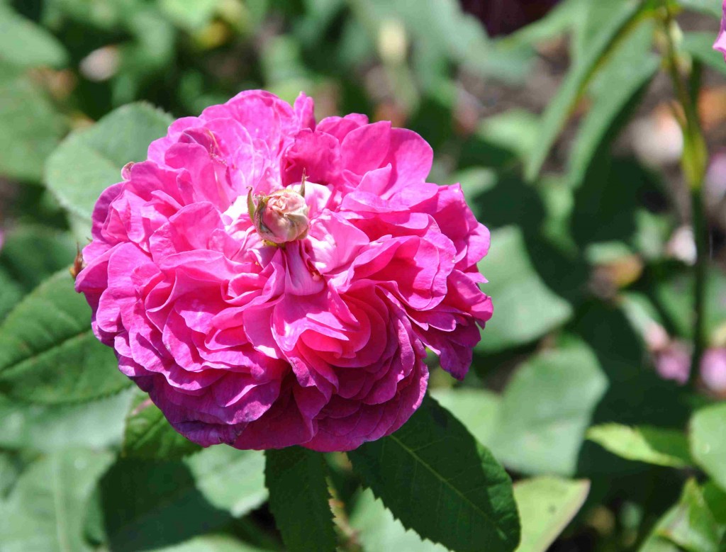 Rose de Rescht har en lilaröd färg och stark rosdoft.