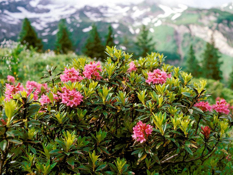 Sura jordar är den bästa växtmiljön för rhododendron.