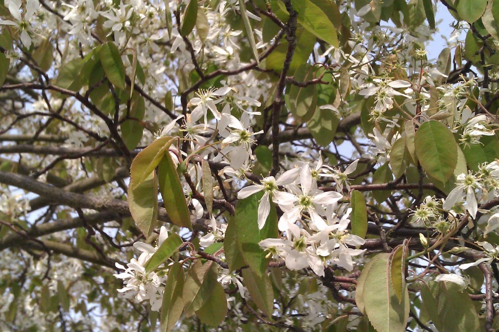 Häggmispeln har en riklig blomning med vita blommor i maj månad.