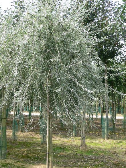 silverpäron träd