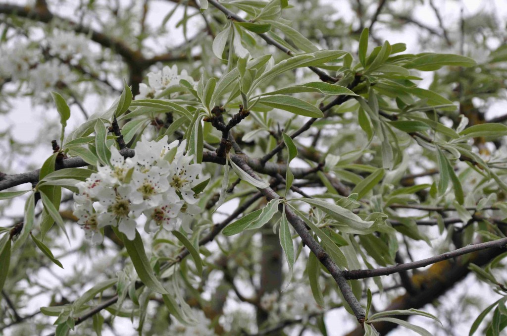 Silverpäronet har vita blommor med bruna fläckar som är ståndare.