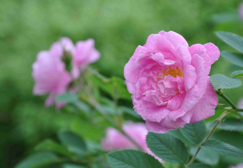 Hurdalsrosen har starkt rosa blommor med mörkare ådring.