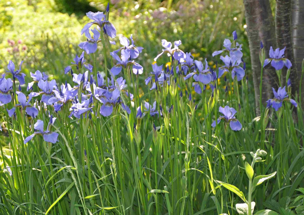 De fuktälskande smalbladiga iris planteras gärna vid en damm.