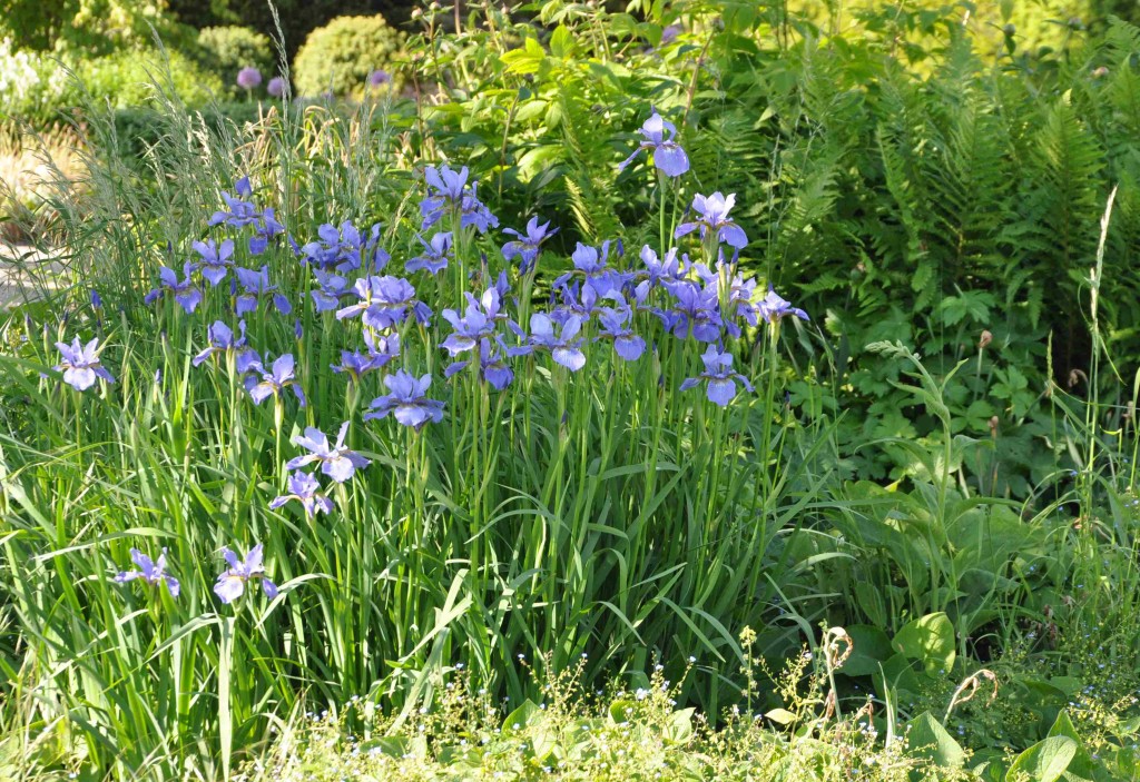 Blå iris av den smalbladiga typen som vill stå fuktigt.