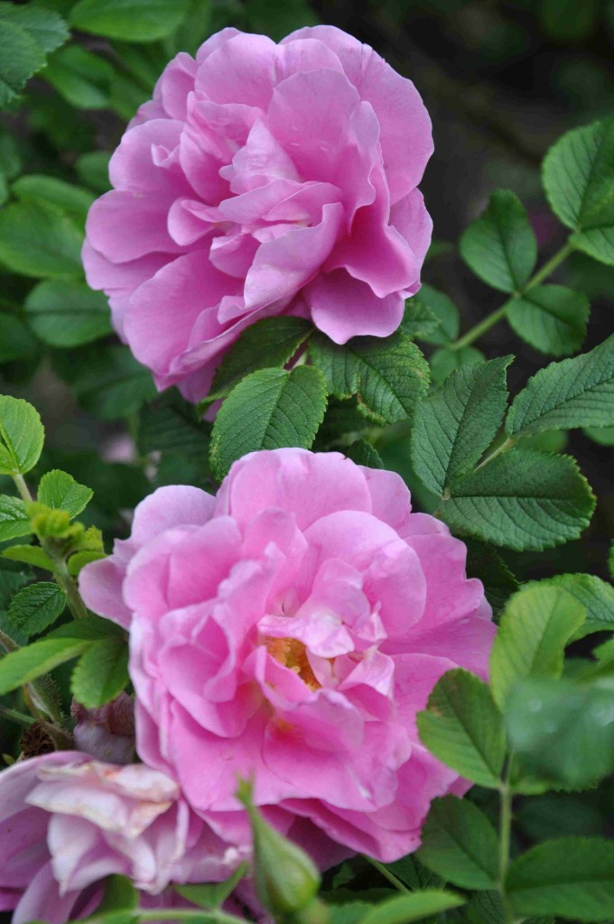 Den härliga rugosa-rosen 'Jens Munk' blommar hela sommaren.