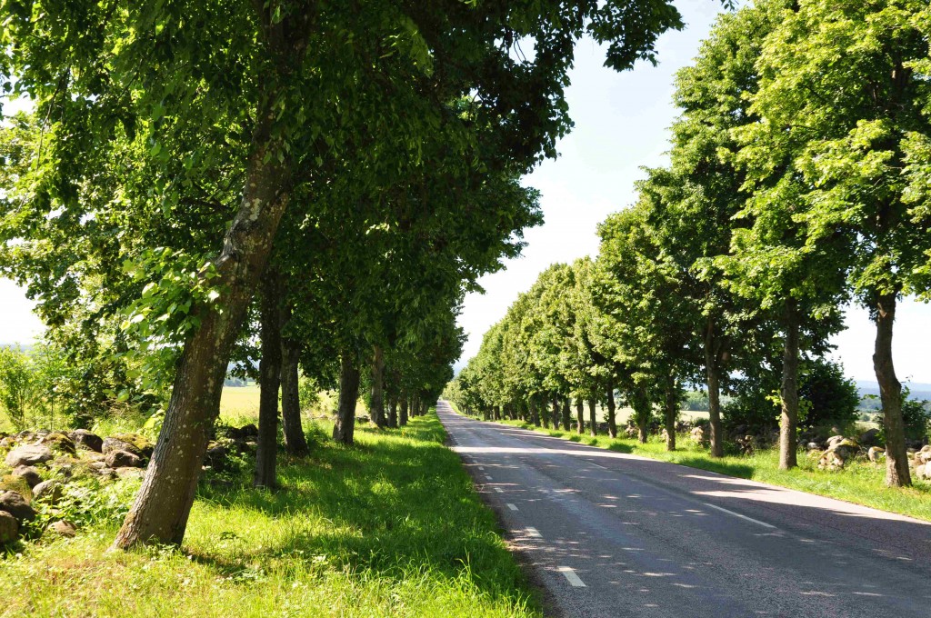 Lindar är vackra alléträd som används mycket både i stad och på landsbygd.