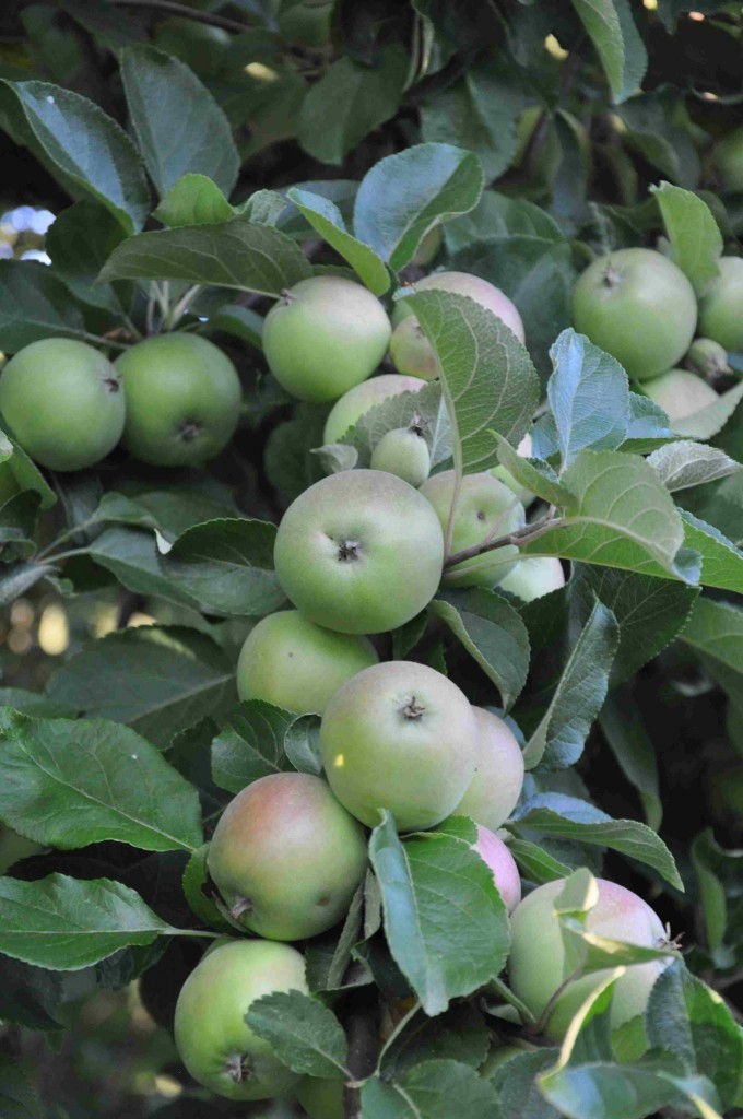 Tätt sittande äpplen bör gallras för att få större och smakligare frukter.