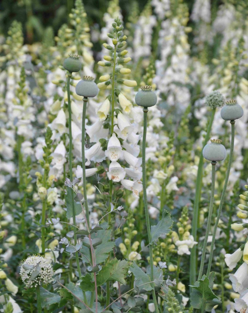 Vita fingerborgsblommor bland silverfärgade blad och frökapslar av vallmo är en skön bild.