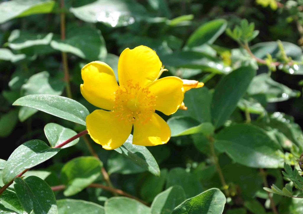 Storblommig hypericum är en pålitlig sensommarblommande buske med vackra, gula blommor.
